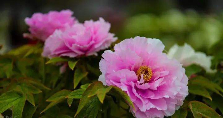 菏澤牡丹 國色天香 五彩斑斕 絢麗多姿