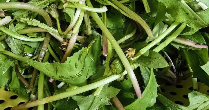 正大量上市！春天正當季的“強肝菜”，清肝火、助睡眠，抗菌清熱