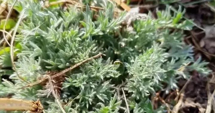 別再只認薺菜、蒲公英了！這菜正當季，好多人當雜草，包餃子真香