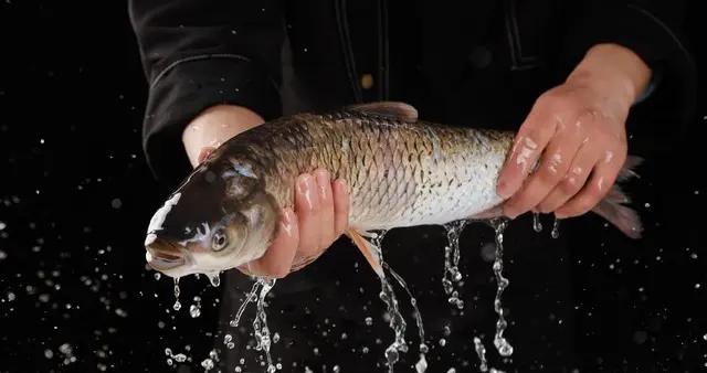 四月喫魚，提醒大家：少喫鯉魚和草魚，多喫3種，肥美鮮嫩別錯過