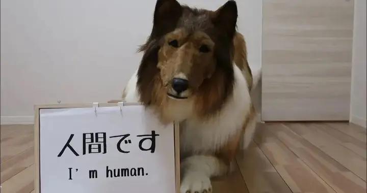 花200萬cos狗的日本小哥，這次cos哈士奇，搖頭擺尾也太像了！