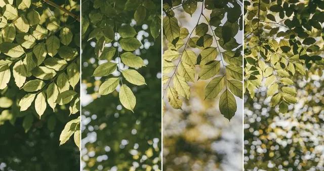 我國農村5大可以喫的樹葉，看看你喫了幾種！喫過3種是大神了！