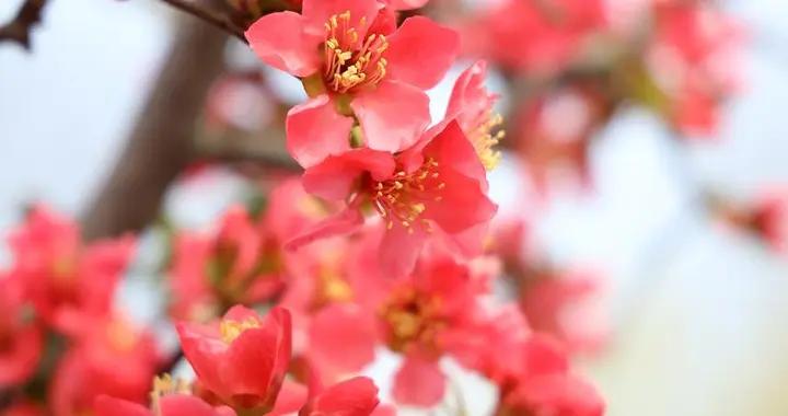 沁園春·海棠花