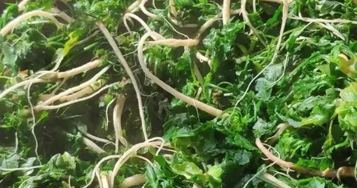 4月，別總喫韭菜菠菜了！這菜不花1分錢，焯水凍起來，特省事