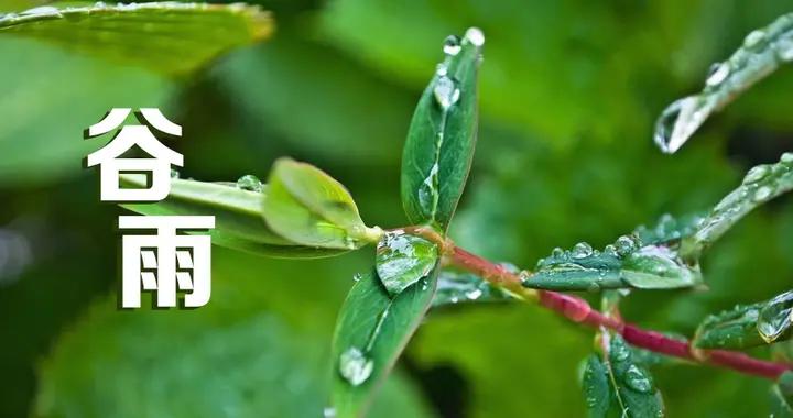 穀雨不補，入夏受苦，明日穀雨，記得喫1肉2湯3菜，爲入夏做準備