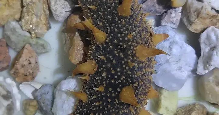 關於海蔘的這些真相，打賭 90% 的人都不知道！