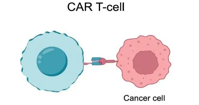 細胞接觸時可能互