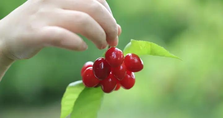 我們從小喫到大的中國櫻桃，爲何在市場上幹不過車釐子？