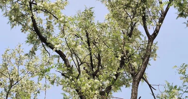 它是春天最後一波“養生鮮貨”，幾塊錢能做一大盤，錯過等一年