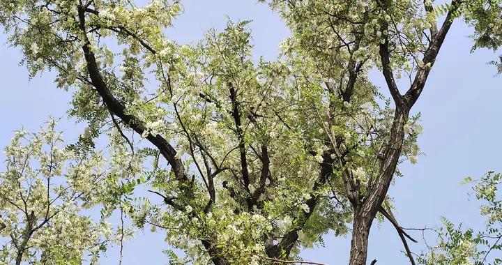 它是春天最後的“養生鮮貨”，幾塊錢能做一大盤，錯過就得等一年