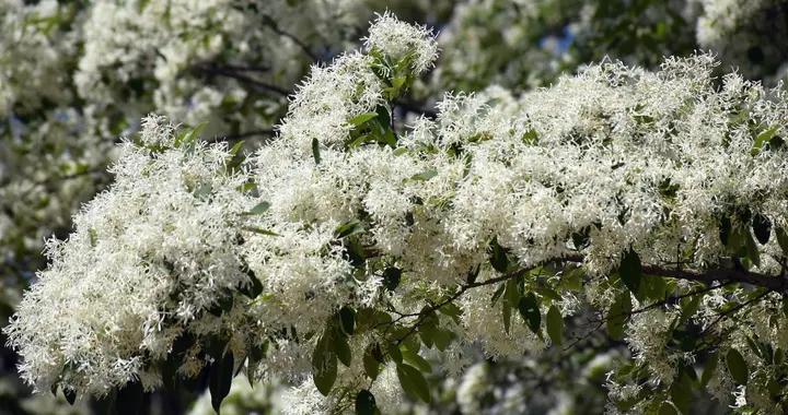 散文·四月流蘇大米花 港城山巔雪滿枝