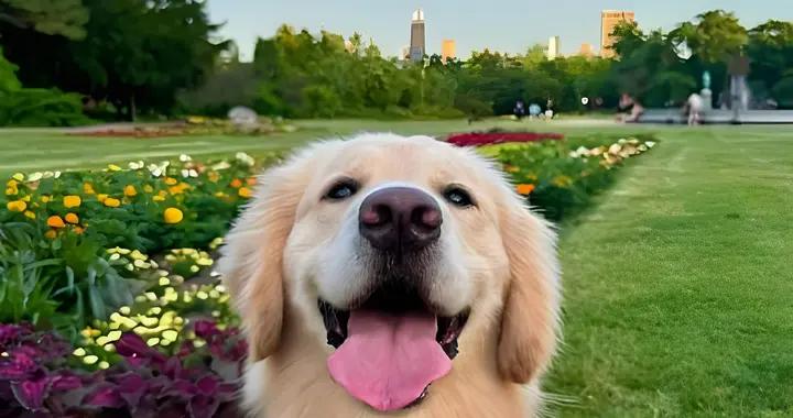 老年犬營養品排行榜，推薦什麼牌子？