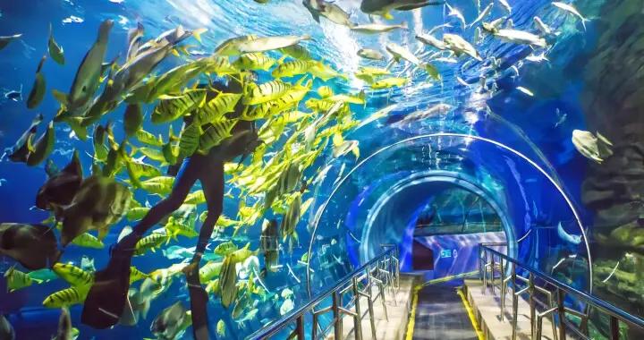 海洋館 “遊”向更遠的未來