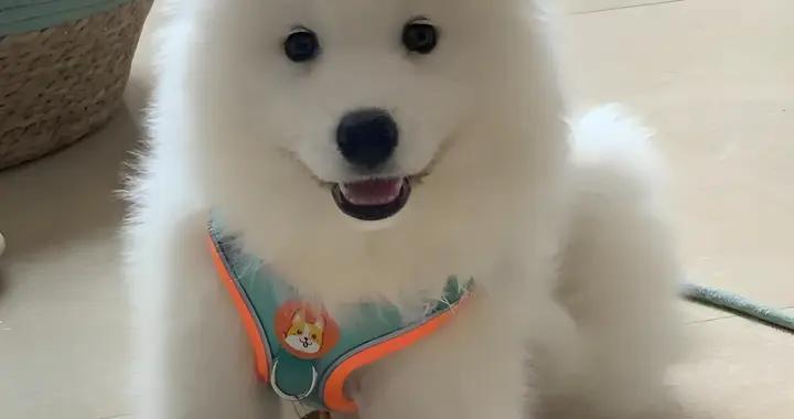 薩摩耶免疫力低怎麼辦？喫什麼狗糧好？