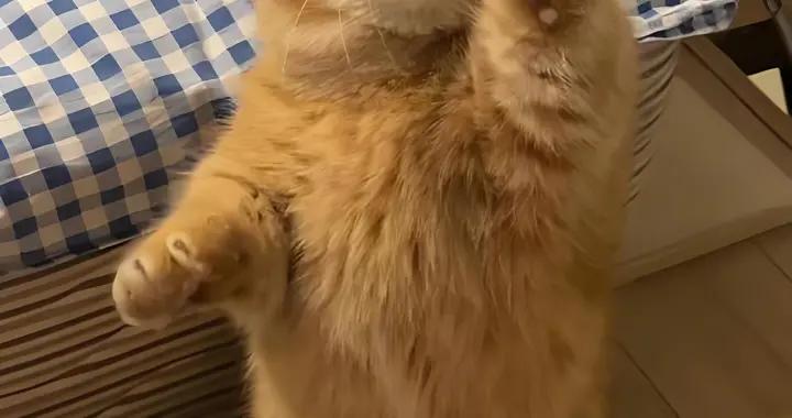 貓咪魚油推薦，推薦什麼牌子？