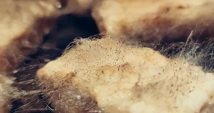 這幾種長毛又發黴的食物，竟然更好喫了！打賭你沒喫過