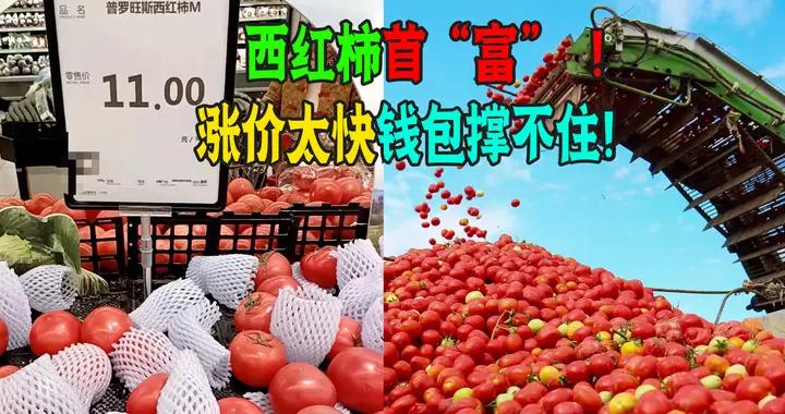 番茄突破十元大關！小米椒49/斤！網友：素菜身標肉菜價！