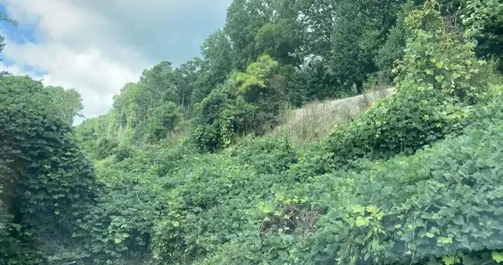 這種植物在中國天天被喫，怎麼成了吞噬美國南方的綠色沙漠？