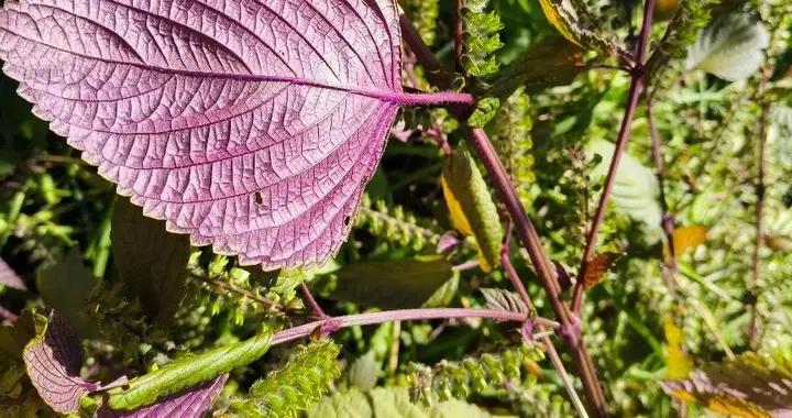 這種超寶藏“深色蔬菜”，能改善便祕、補鈣、護眼……