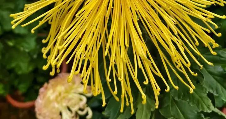 不是花中偏愛菊，此花開後更無花