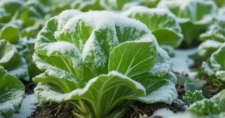 天越冷，菜越甜！冬天就喫霜打菜，又甜又軟營養升級！