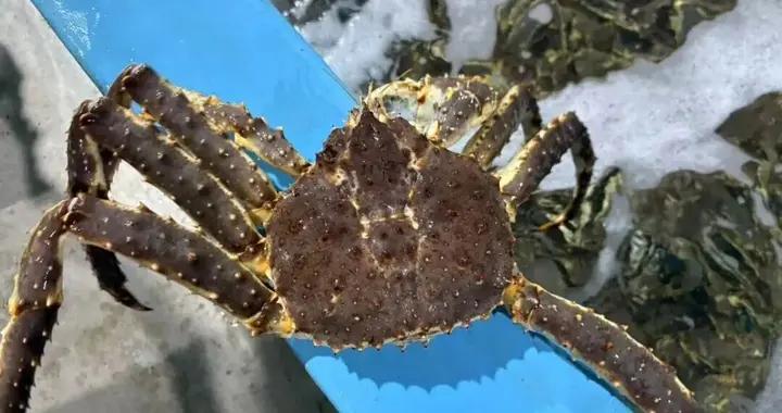 全國八成帝王蟹，竟來自這個東北內陸小城