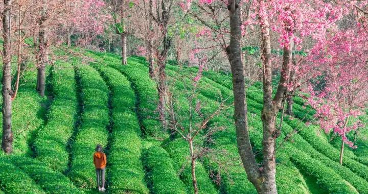 2026年1月旅行地推薦！新年第一場旅行，從這10個地方挑一個出發