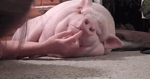 防止肥胖，要像豬一樣喫飯