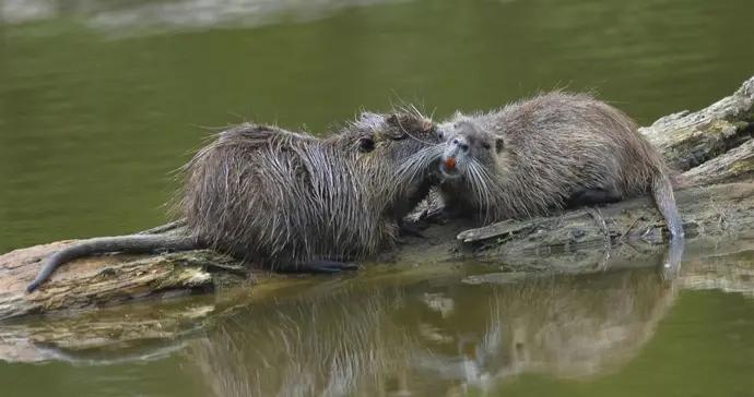 種羣數量激增的河狸，把歐洲人整不會了