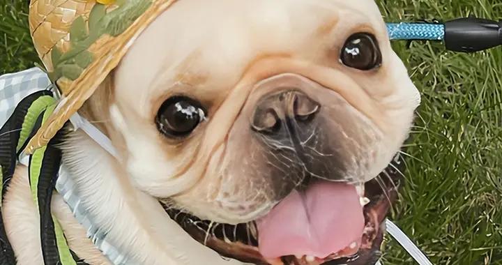 英鬥免疫力低怎麼辦？喫什麼狗糧好？