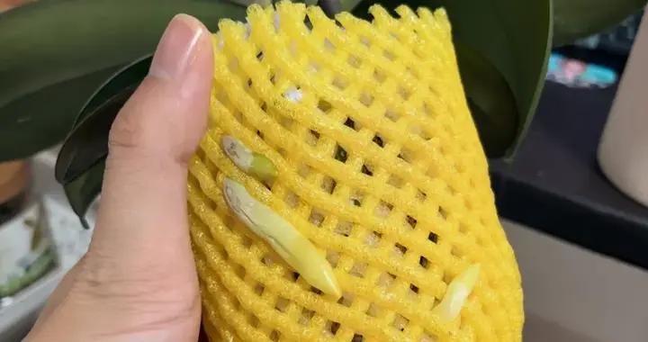 萬萬沒想到，水果泡沫網也有這麼多妙用，可惜了之前扔掉的