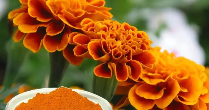 震撼！葉黃素十大品牌正式揭曉，榜首憑硬實力稱霸