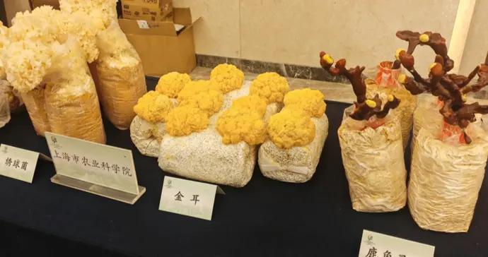 觸底反彈！上海食用菌產業產量產值雙提升，迎“第二增長曲線”