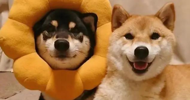 12個剛出爐的頂級爆笑幽默笑話，個個笑點拉滿，絕對讓你笑6天6夜