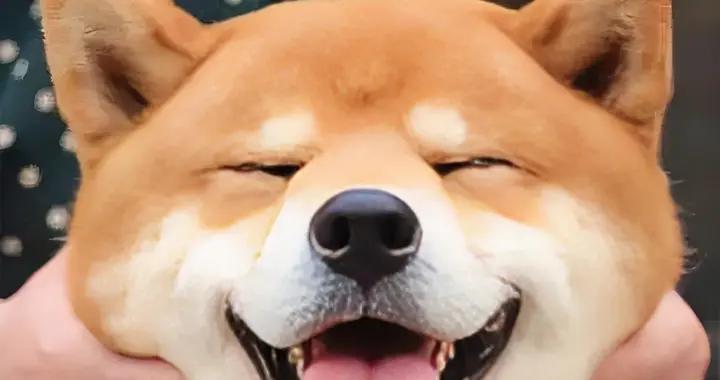 秋田犬有黑下巴喫什麼狗糧？喫什麼牌子的狗糧好？