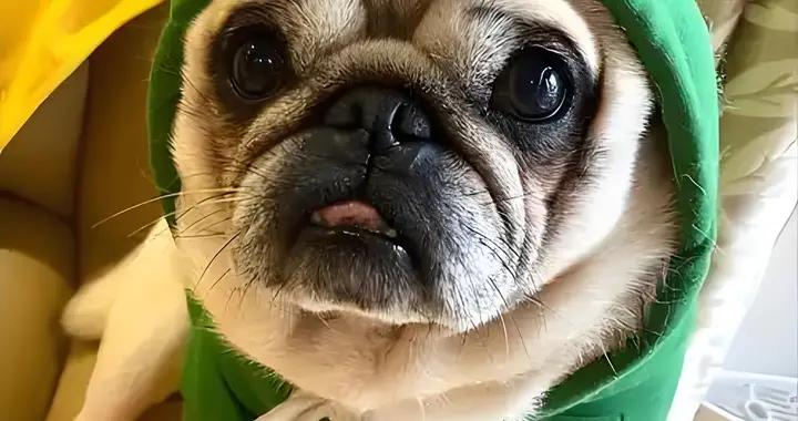 巴哥有黑下巴怎麼辦？有什麼緩解黑下巴的狗糧？