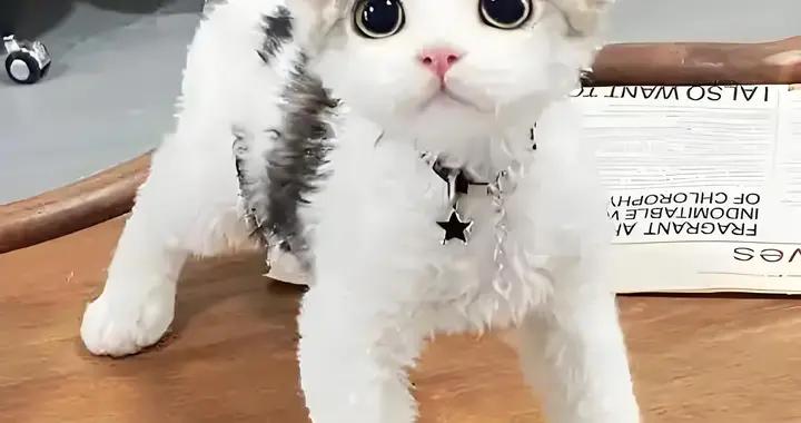 德文捲毛貓免疫力低喫什麼貓糧？什麼牌子的貓糧好？