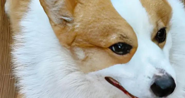 柯基免疫力低喫什麼狗糧？什麼牌子的狗糧好？