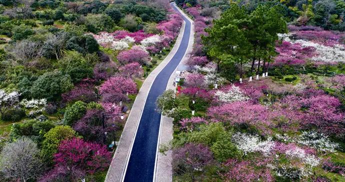 “宋梅有約，幸運編碼”臨平超山梅花季打造新春文旅盛宴