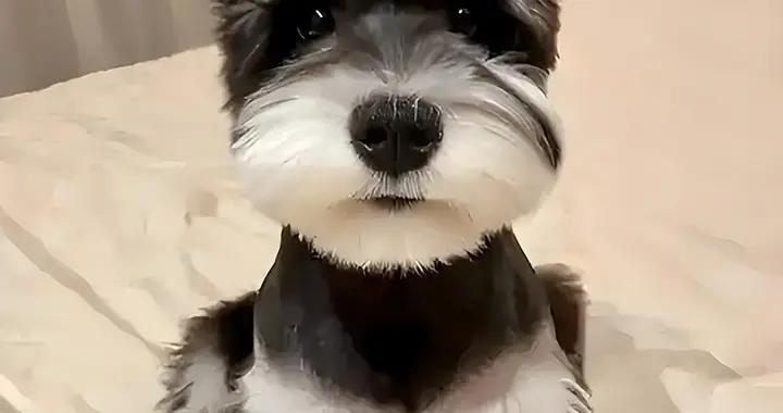 雪納瑞免疫力低喫什麼狗糧？喫什麼牌子的狗糧好？