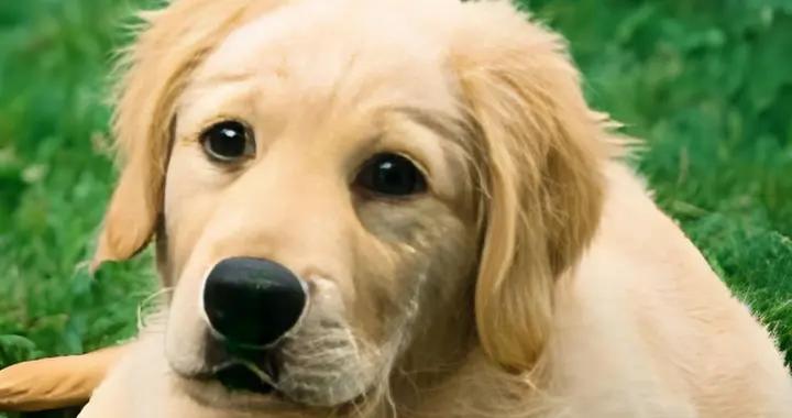 狗狗有淚痕喫什麼狗糧好？