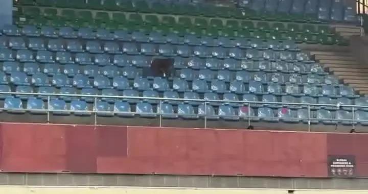 印度羽毛球賽觀衆席驚現猴子，後者靠近觀衆索要食物