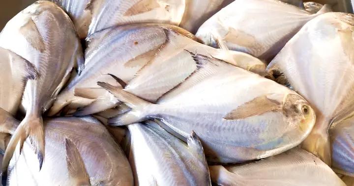 大補的魚，不是帶魚和鯽魚，而是這3種魚，常喫補腦益智抵抗力強