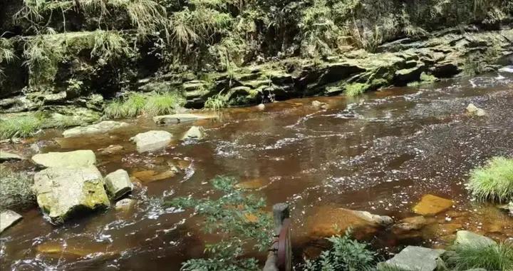 闢謠｜網傳“南寧大明山的河水被污染，變成茶色了”？別急，這是大自然的饋贈