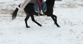 工作人員回應：賀嬌龍工作時意外墜馬，仍在救治中！網友：希望只是虛驚一場