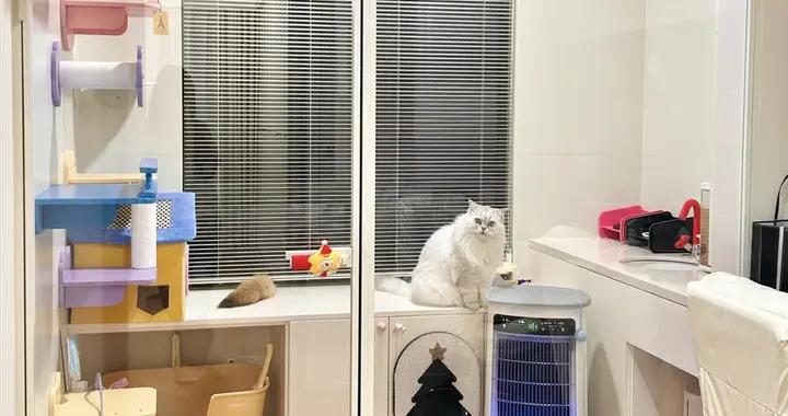 杭州姑娘的4㎡“貓房”火了：後陽臺變玻璃間，貓玩得歡還好打理