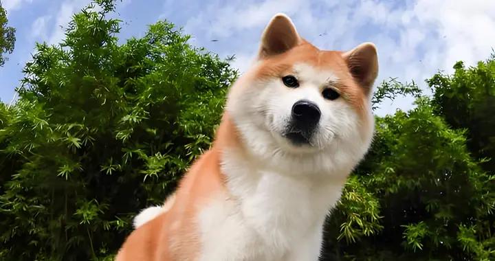 秋田犬有黑下巴怎麼辦？有什麼緩解黑下巴的狗糧？