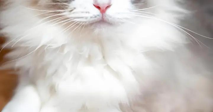 貓咪鈣片推薦，推薦什麼牌子？