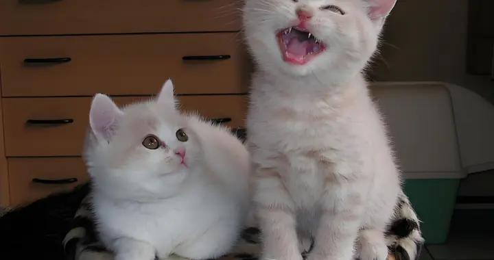 笑到肚子疼的爆笑幽默笑話，三秒戳中笑點，絕對讓你笑三天四夜