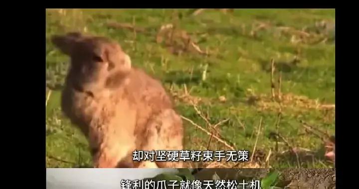 獺兔能治沙，靠它就能把沙漠變成綠洲？真相沒這麼簡單